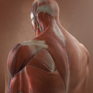 Medical_Illustration_Male_BackMusculature-1-1100×1440 Medical_Illustration_Male_BackMusculature-1-1100x1440